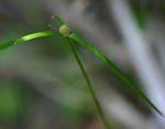 Kyllinga erecta var. erecta