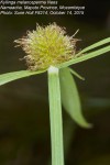 Kyllinga melanosperma