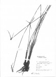 Kyllinga melanosperma
