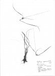 Kyllinga squamulata