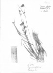 Fuirena stricta var. stricta