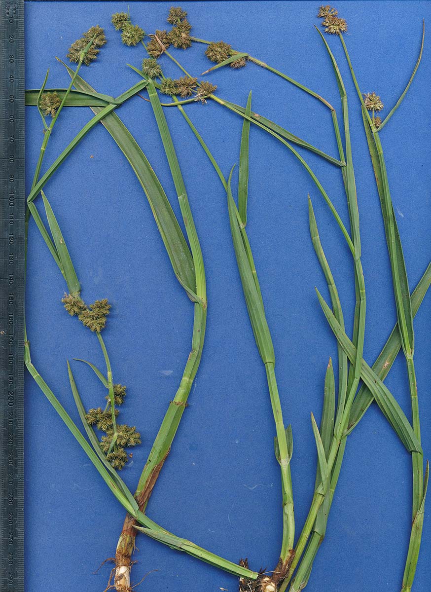 Fuirena umbellata