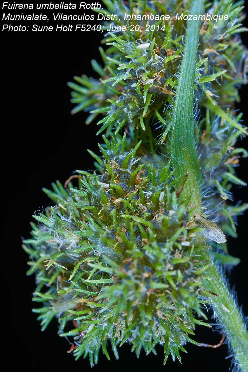 Fuirena umbellata