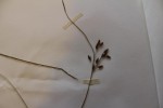 Schoenoplectus confusus