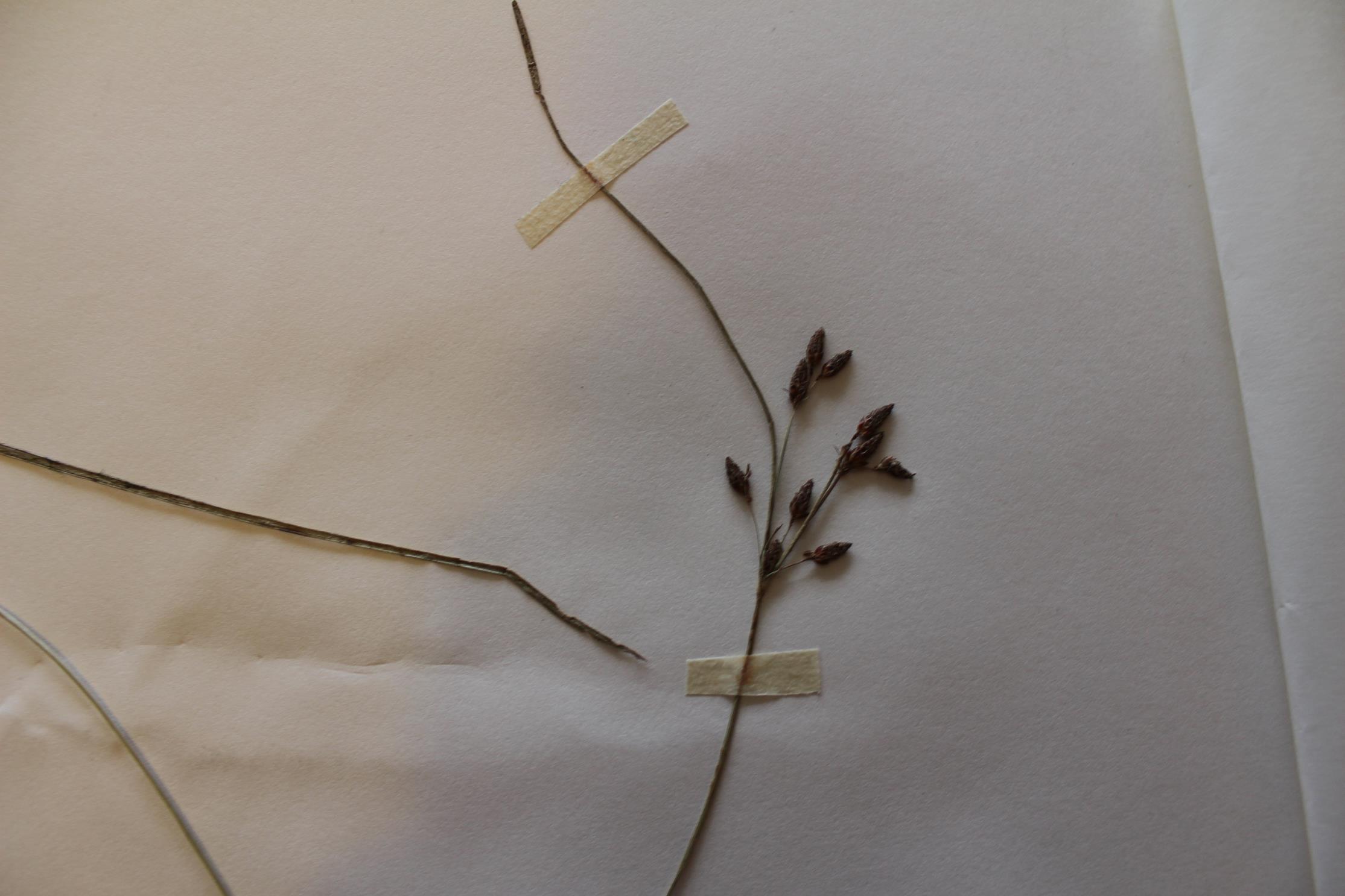 Schoenoplectus confusus