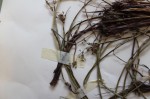 Schoenoplectus confusus