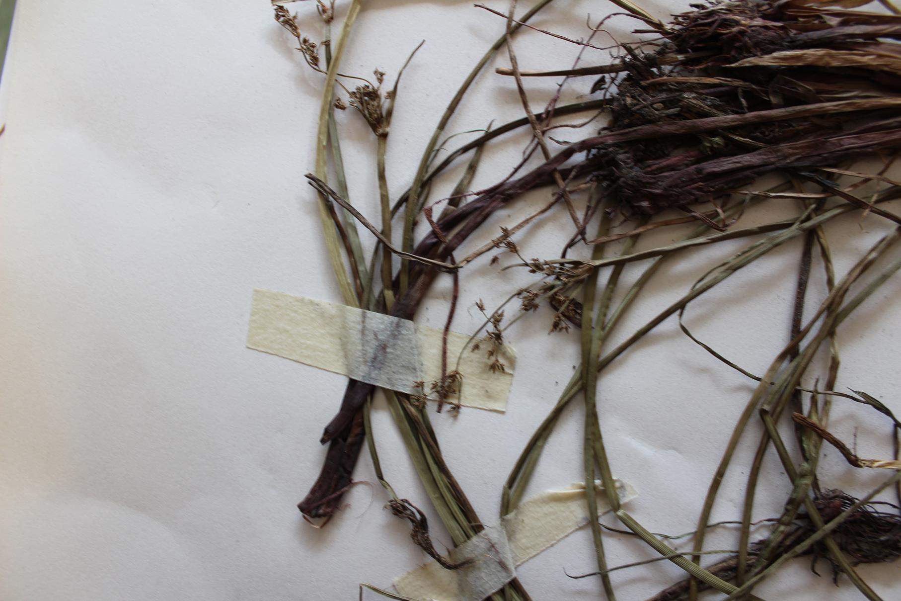Schoenoplectus confusus