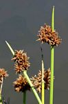 Schoenoplectus confusus
