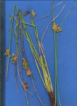 Schoenoplectus confusus