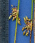 Schoenoplectus confusus