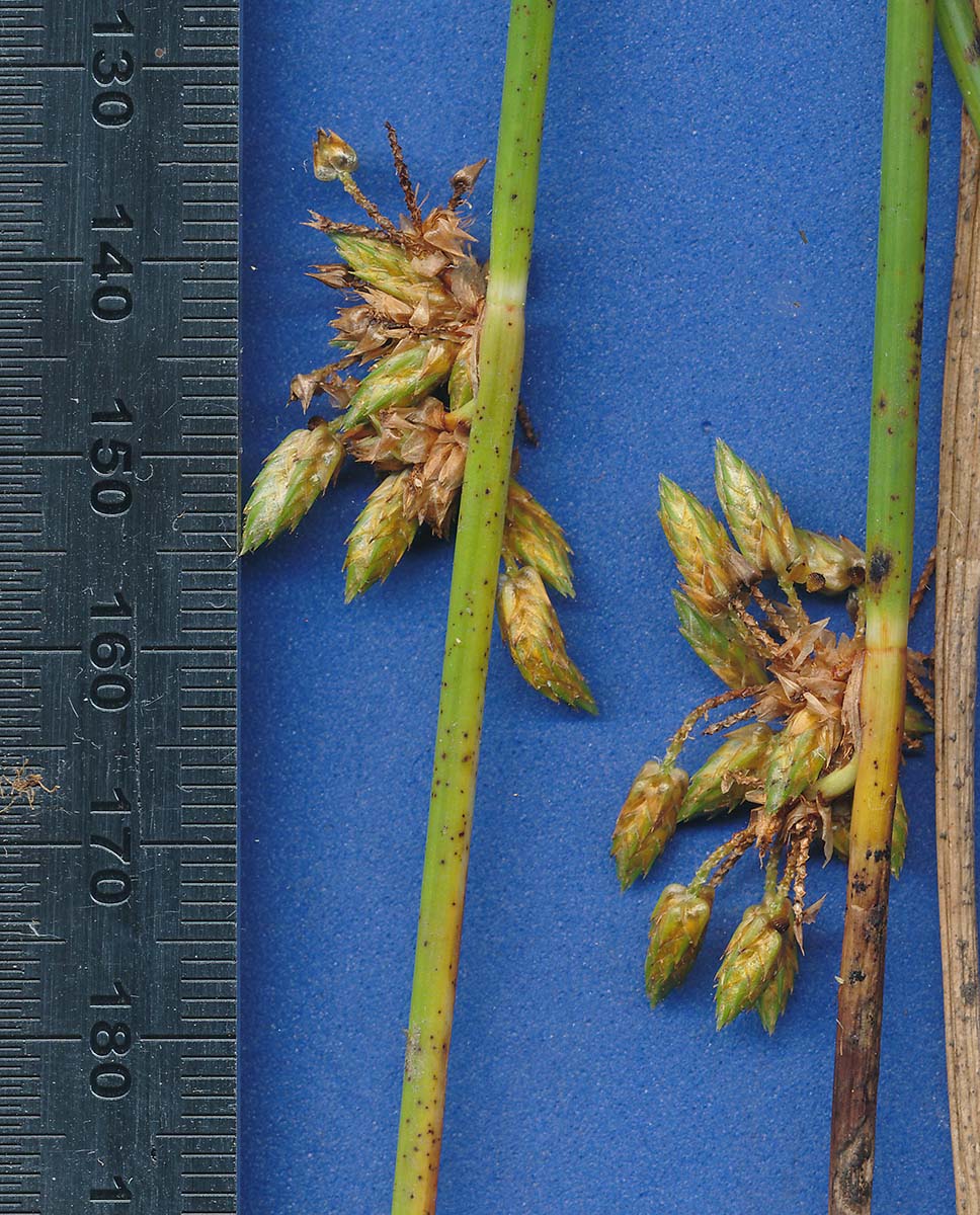Schoenoplectus confusus