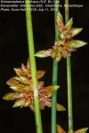 Schoenoplectus confusus