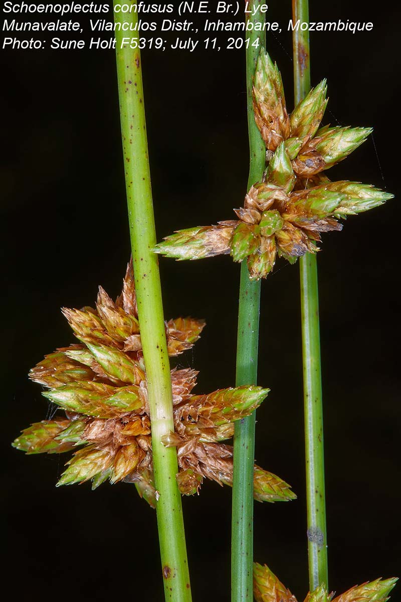 Schoenoplectus confusus