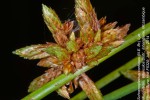Schoenoplectus confusus