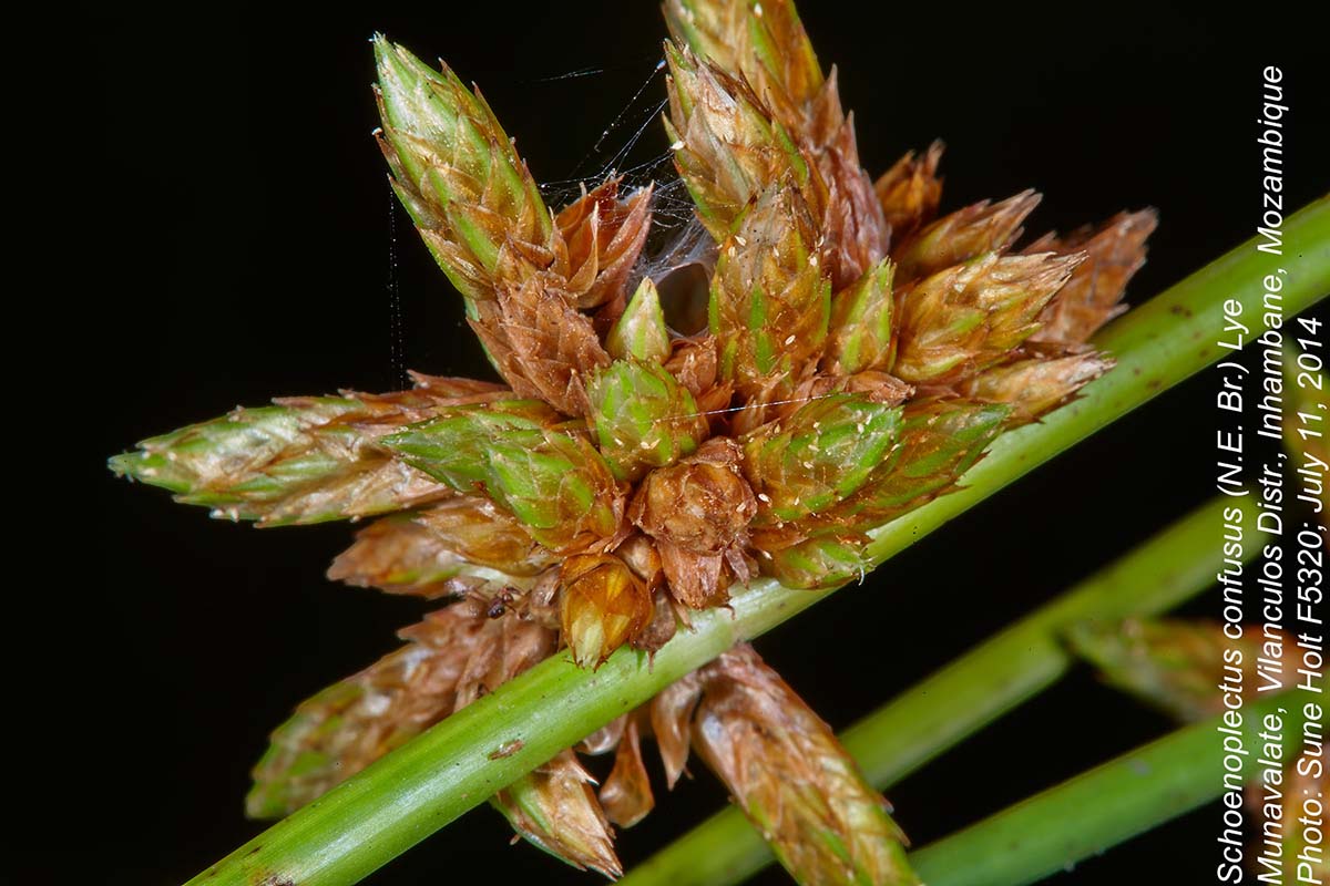 Schoenoplectus confusus