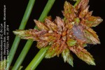 Schoenoplectus confusus