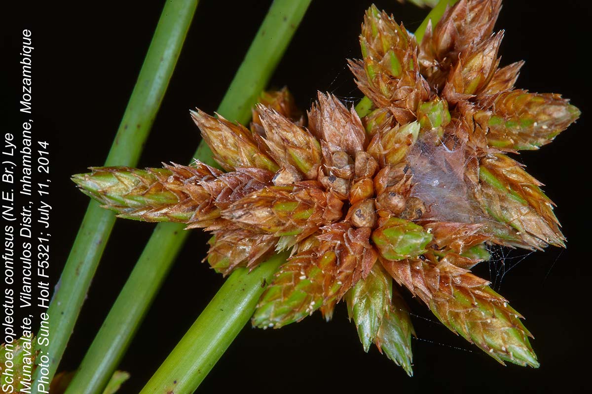 Schoenoplectus confusus