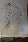 Schoenoplectus confusus
