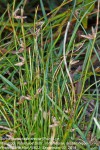 Schoenoplectiella erecta