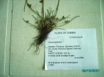 Schoenoplectiella erecta