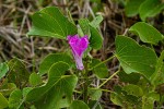 Ipomoea asarifolia