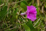 Ipomoea asarifolia