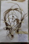 Bolboschoenus glaucus