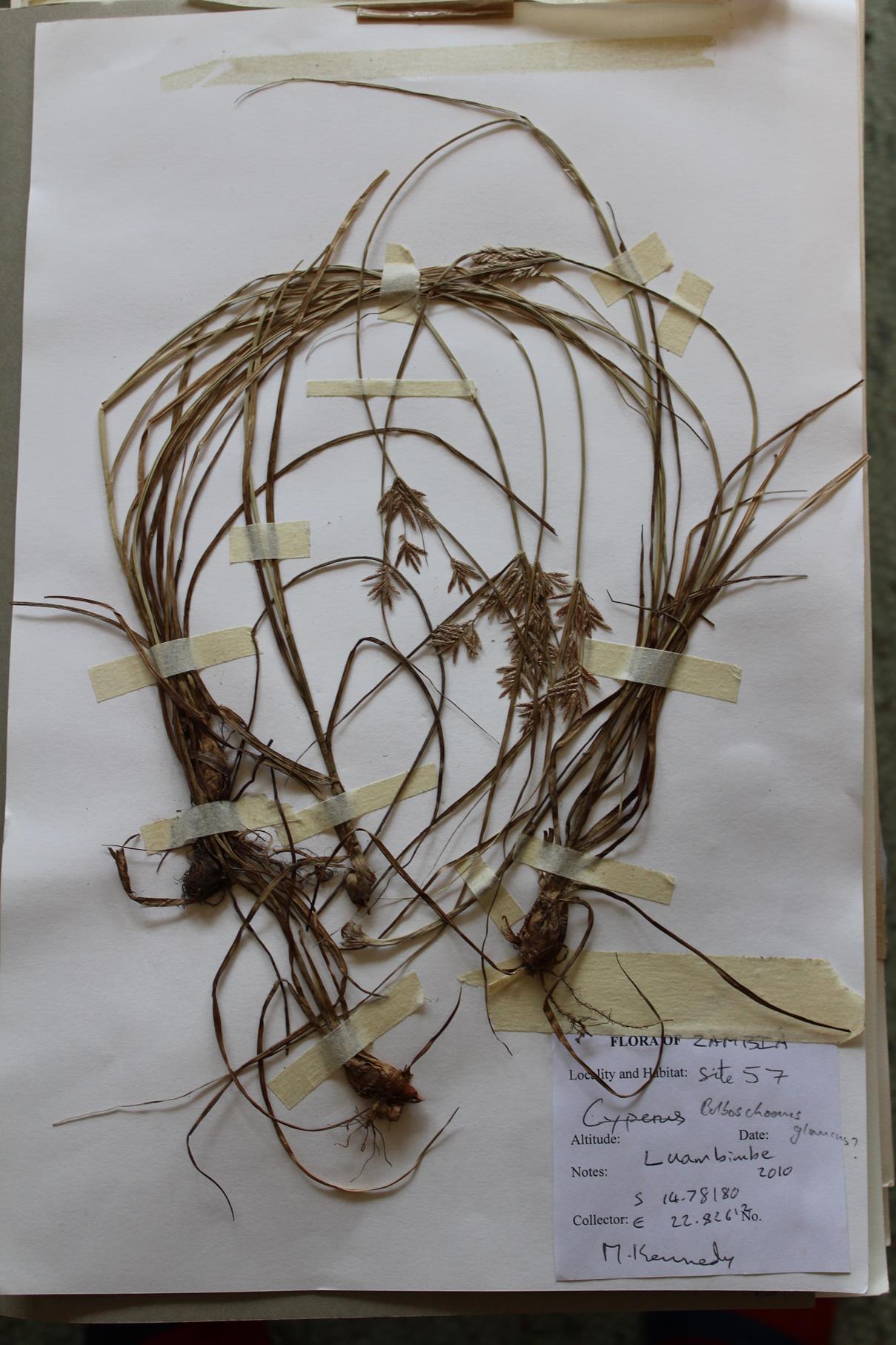 Bolboschoenus glaucus