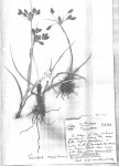 Bolboschoenus glaucus