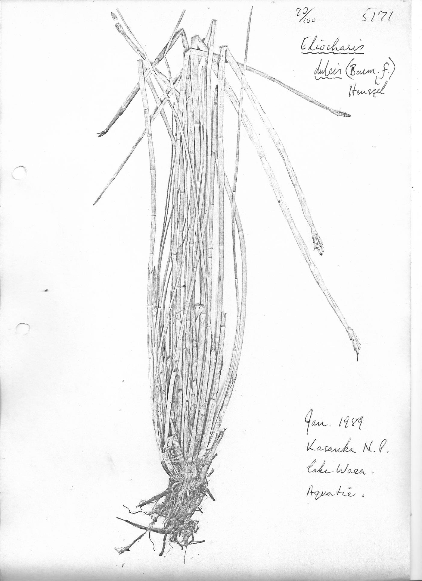 Eleocharis dulcis