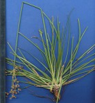 Fimbristylis bisumbellata