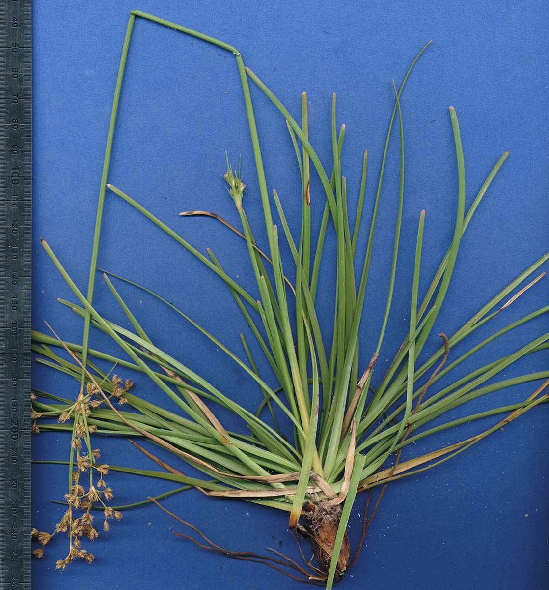 Fimbristylis bisumbellata