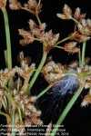 Fimbristylis bisumbellata