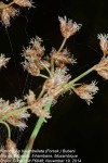 Fimbristylis bisumbellata