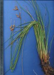 Fimbristylis ferruginea