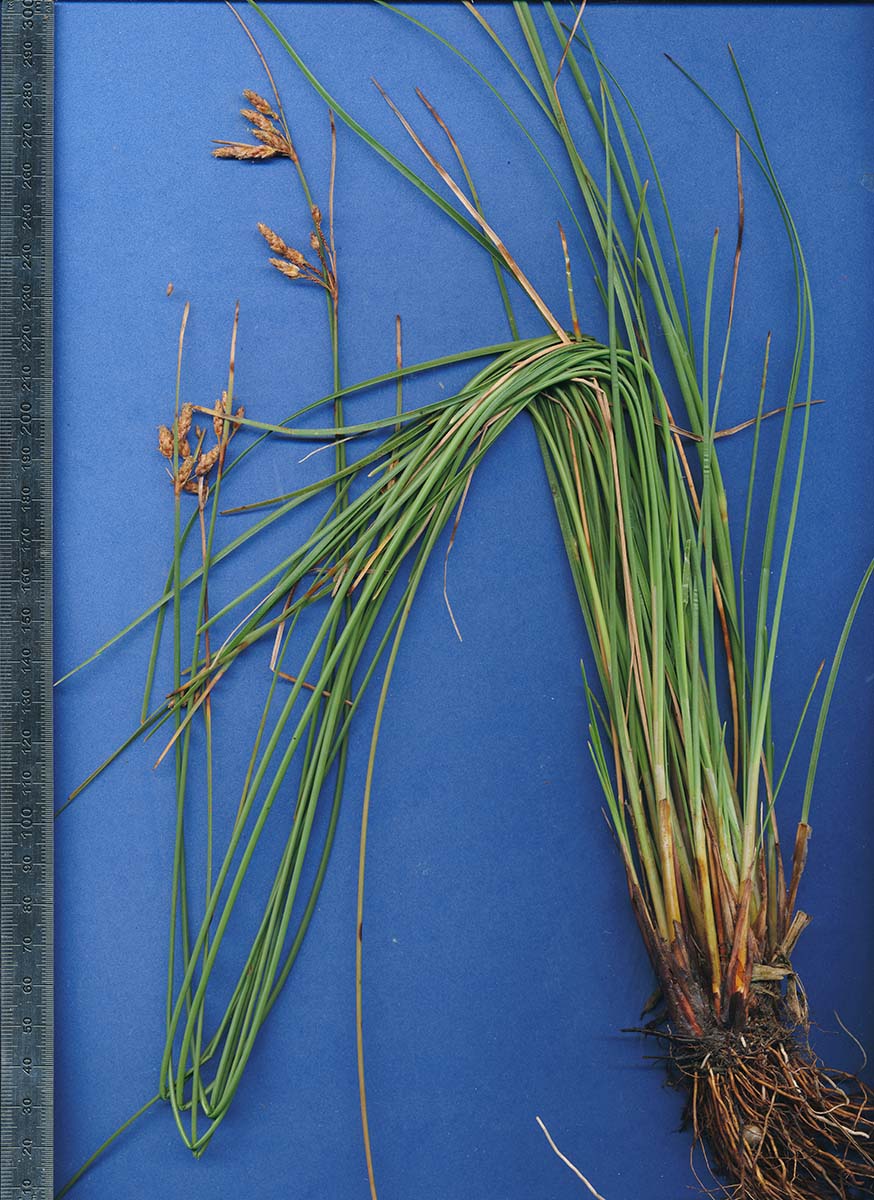 Fimbristylis ferruginea