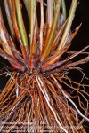 Fimbristylis ferruginea