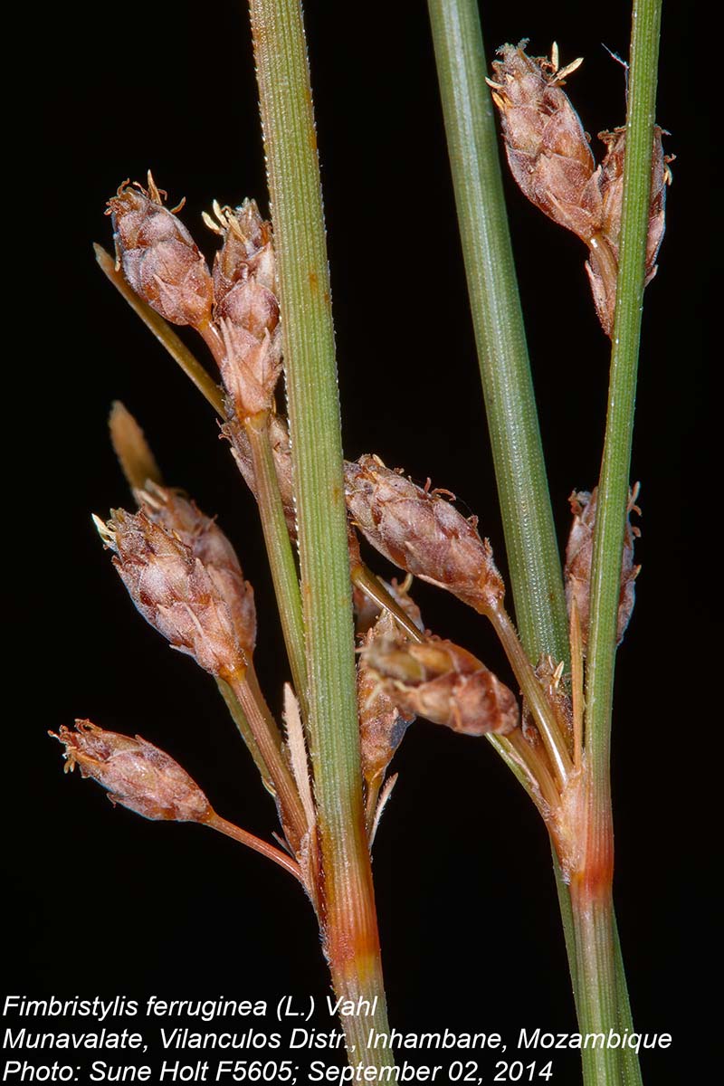 Fimbristylis ferruginea