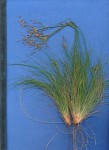 Bulbostylis burchellii
