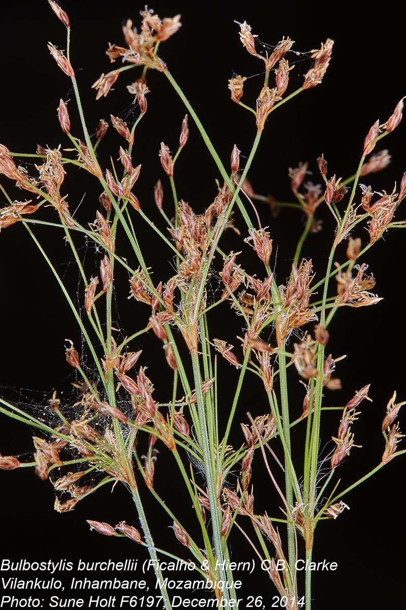 Bulbostylis burchellii