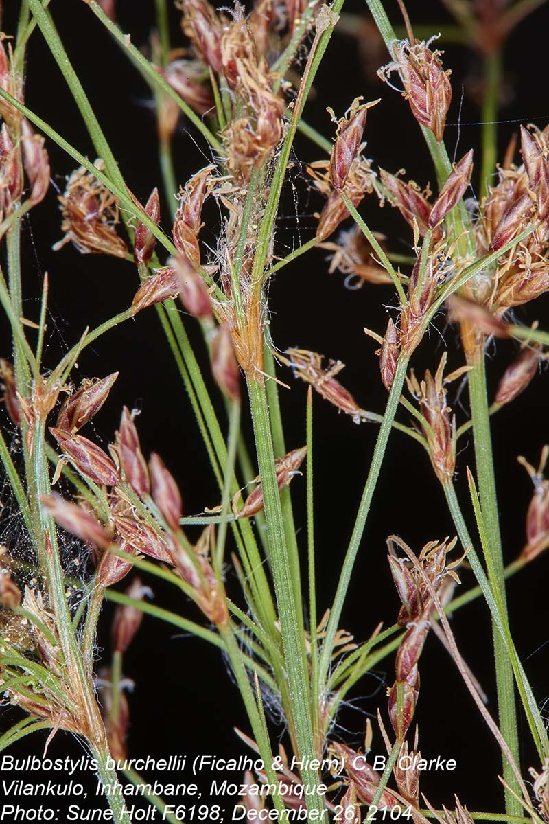 Bulbostylis burchellii