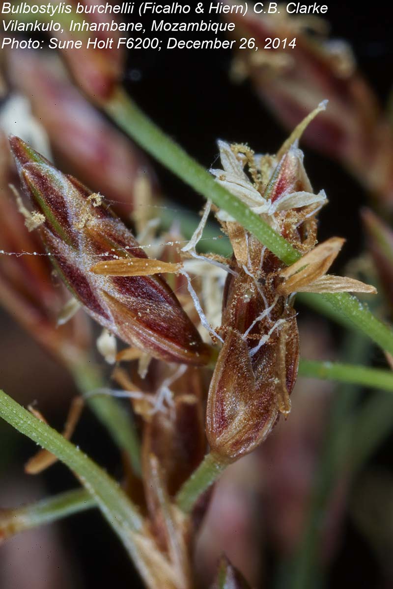 Bulbostylis burchellii