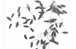 Bulbostylis contexta