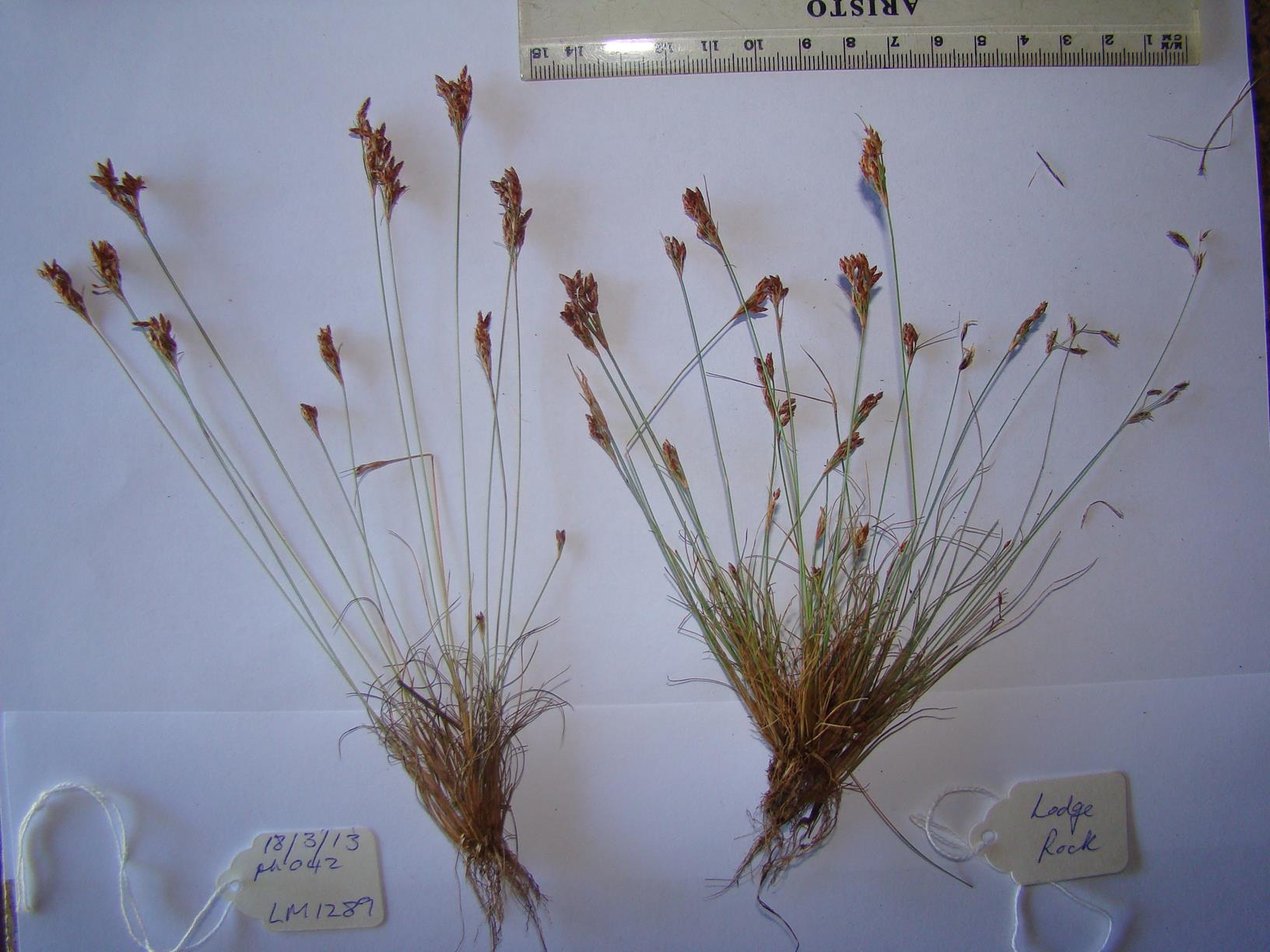 Bulbostylis hispidula
