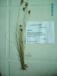 Bulbostylis hispidula