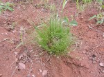 Bulbostylis macra