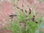 Bulbostylis macra
