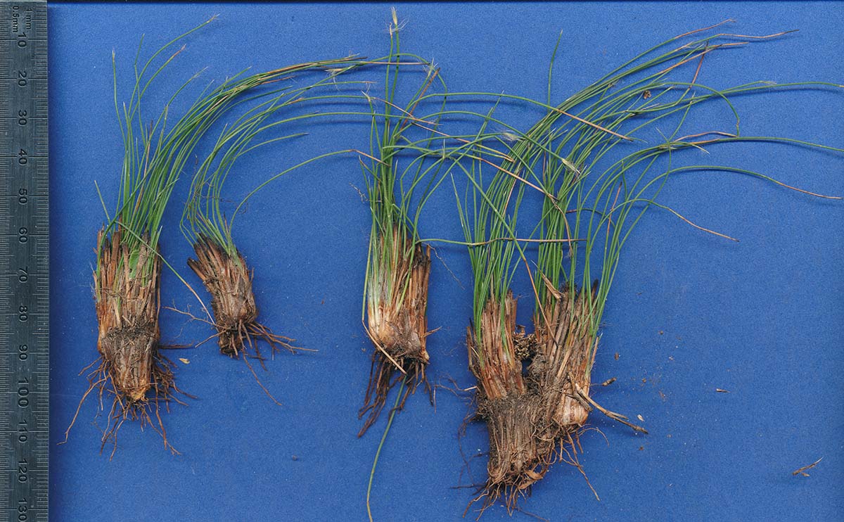 Bulbostylis pilosa