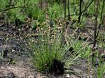 Bulbostylis schoenoides