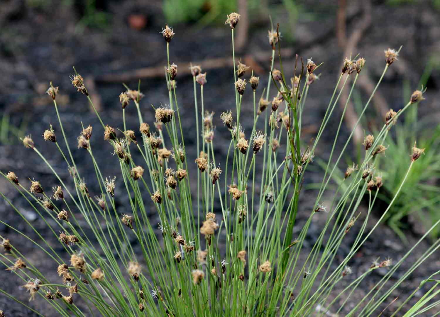 Bulbostylis schoenoides